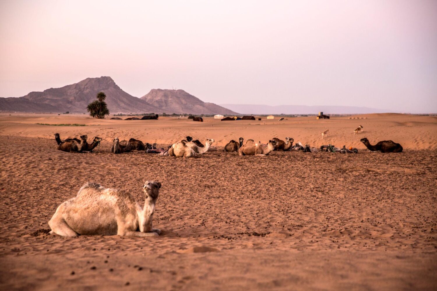 2 días desde Marrakech al desierto de Zagora