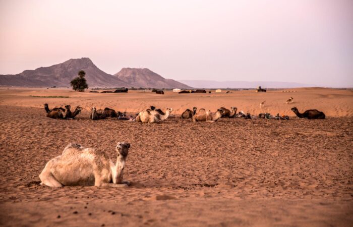 2 días desde Marrakech al desierto de Zagora