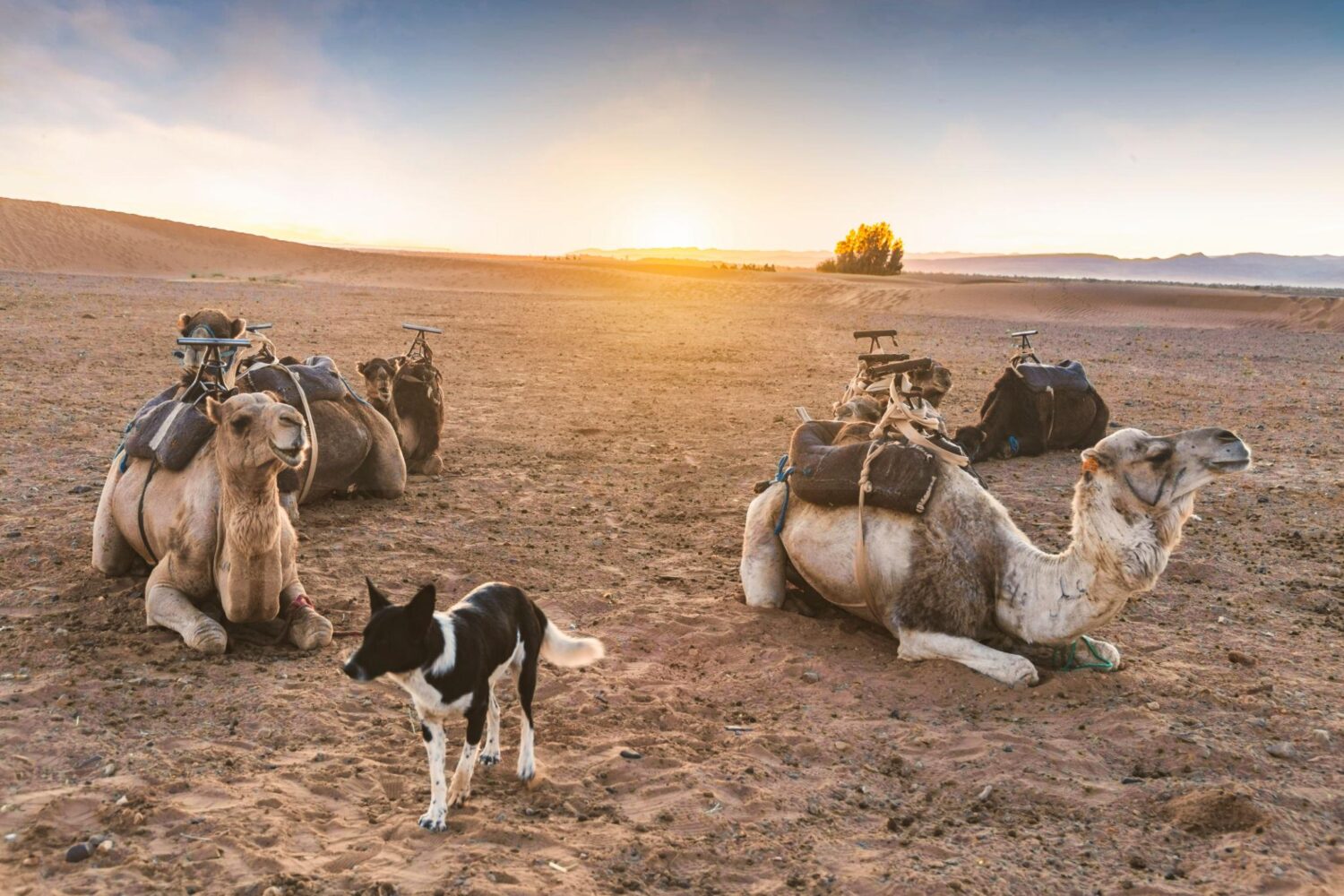 2 días desde Marrakech al desierto de Zagora