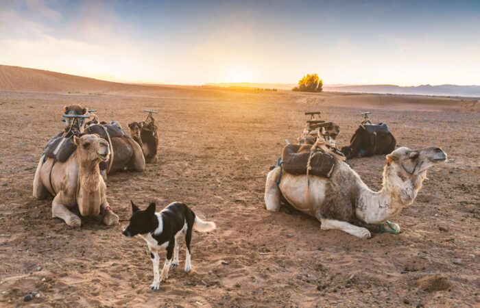 2 días desde Marrakech al desierto de Zagora